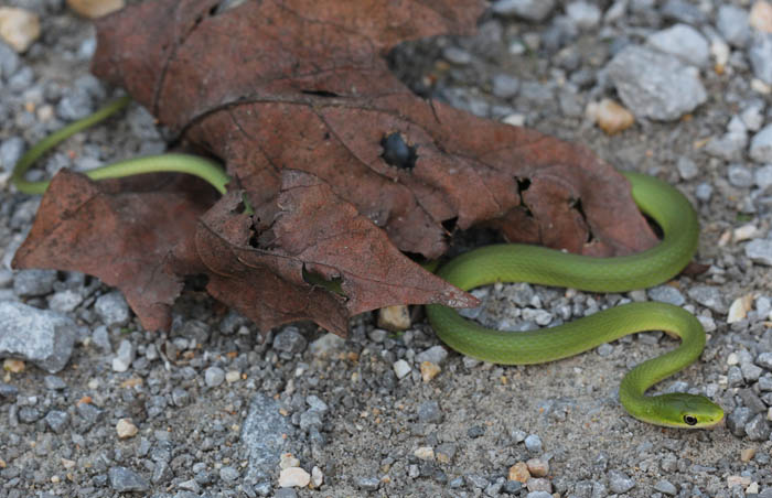 Rough Green Snake